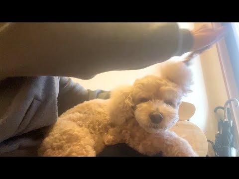 お散歩の後のブラッシングが気持ち良すぎてとろけるw大きいトイプードル【1日ルーティン】【デカプー】【トイプードルのロア… サムネイル