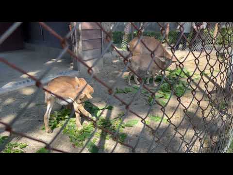 マーコールの動物解説！　大森山動物園にて　2026年9月22日