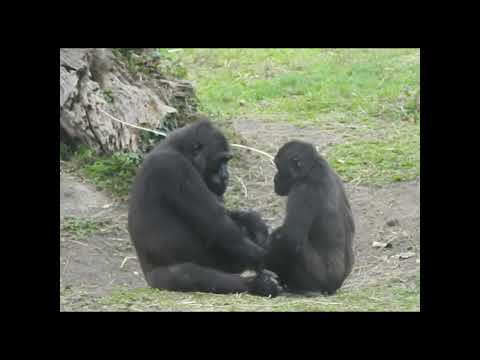 gorilla Iriki 15y1m old mom & son Ringo 4y8m old shorts. R喝… サムネイル