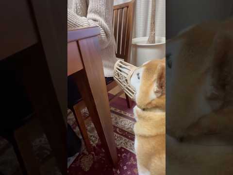 柴犬福 肉球防止中におばあさんにご飯貰えそうだった時の柴犬😂Granda and Shiba😂shorts 柴犬 ja…