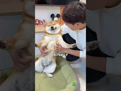 CY Shibas Aren't Stubborn—They Read Emotions 🐕🧠animals funn…