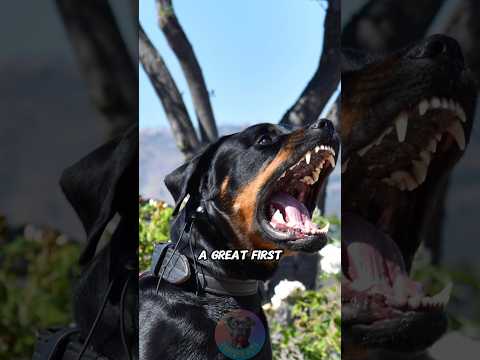 Is a Rottweiler Capable of Being a Great First Dog shorts d… サムネイル