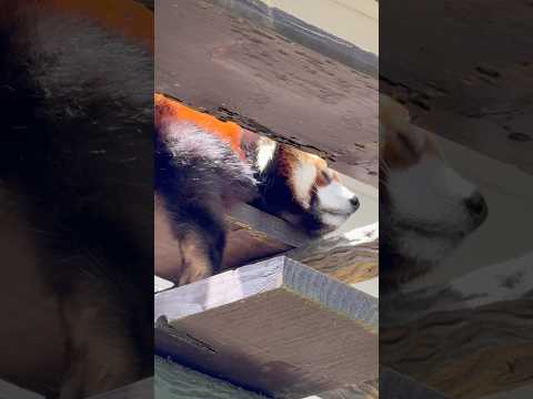 shorts スヤスヤメイタちゃん☺️ 足の裏 見えてますヨ〜♪ レッサーパンダ　千葉市動物公園にて　2026年5月9日