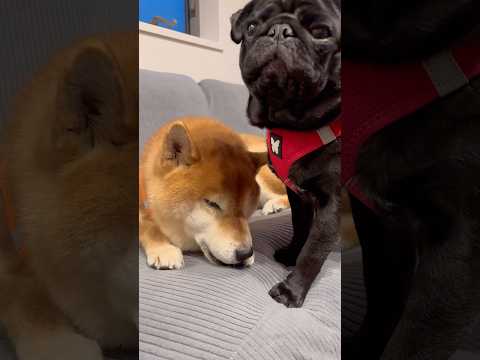 冬休み最終日、ボディメンテを欠かさない柴犬 oldies dog doggie 柴犬 shibainu shiba c… サムネイル