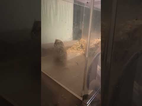 shorts バサっ！バサっ！と😅　ダマララランドデバネズミ　埼玉県こども動物自然公園にて　2026年5月31日 サムネイル