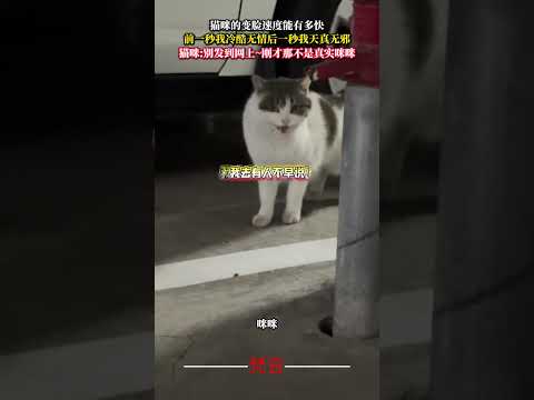 貓咪的變臉速度能有多快 前一秒我冷酷無情後一秒我天真無邪 貓 意外 有趣 可愛 搞笑   cat cute amazi… サムネイル