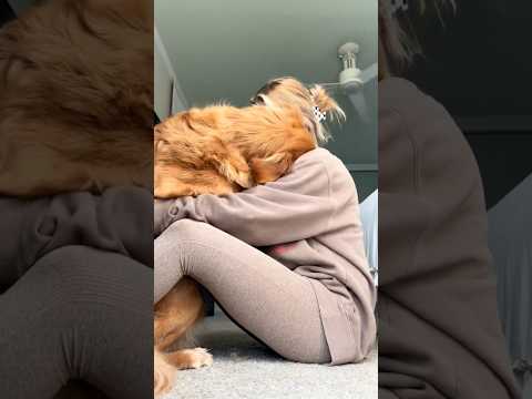 coming home to my golden retriever🥵 goldenretreiver dog ind… サムネイル
