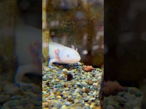 shorts メキシコサンショウウオ　山梨県立富士湧水の里水族館にて　2026年2月21日