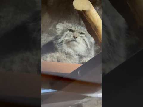 shorts 上よりクリョンくん　マヌルネコ　上野動物園　2026年2月6日 サムネイル