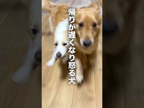 飼い主の帰りが遅くなると怒りながら荒ぶる犬...【ゴールデンレトリバー・ボーダーコリー】shorts