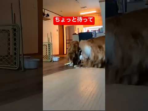 バレてないと思ってる犬 サムネイル