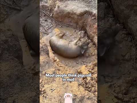 Why do sea lions come ashore to sleep? Here's why! 🌊 animal… サムネイル