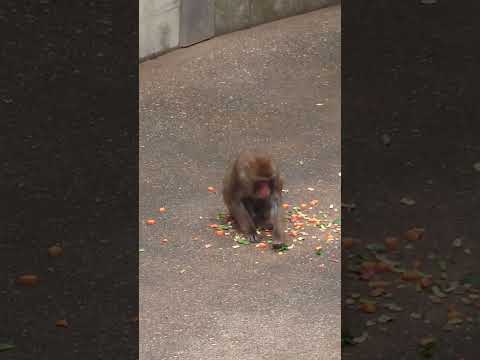 shorts ニホンザル　浜松市動物園 サムネイル