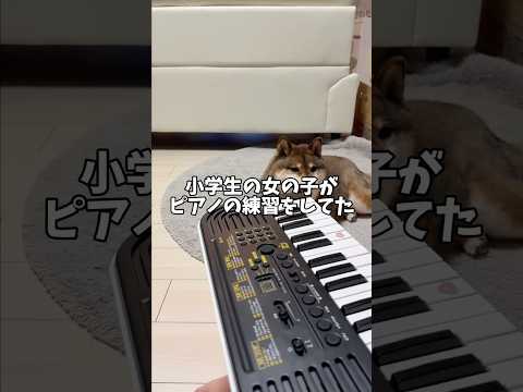 置いていかれる！そう思った柴犬は・・・。 サムネイル