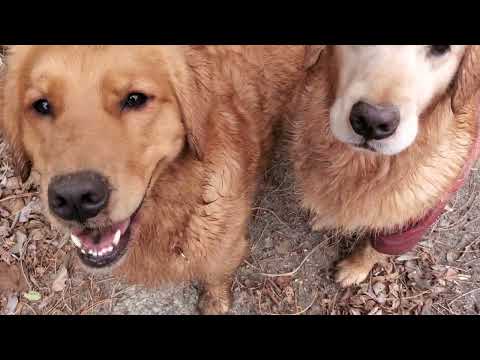 冬の里山はビスとイロハに心地よい季節。ビスは抜糸完了。 サムネイル