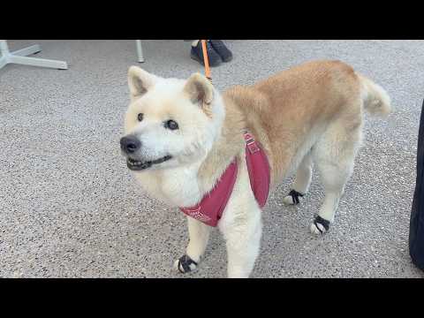 お出かけが嬉しくて、目をキラキラ輝かせる可愛い柴犬、もうすぐ17歳。 サムネイル