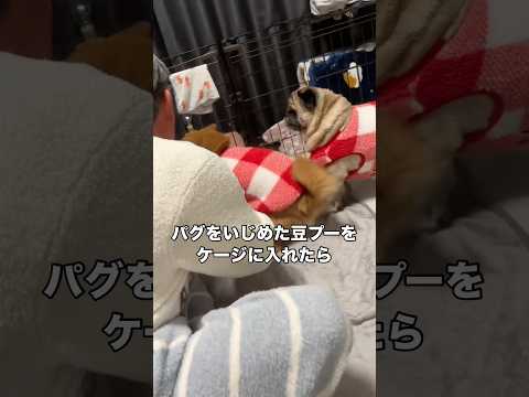 パグをいじめた豆プーをケージに入れるも情緒不安定になってしまったパパ パグ 豆プー 豆柴 プードル サムネイル
