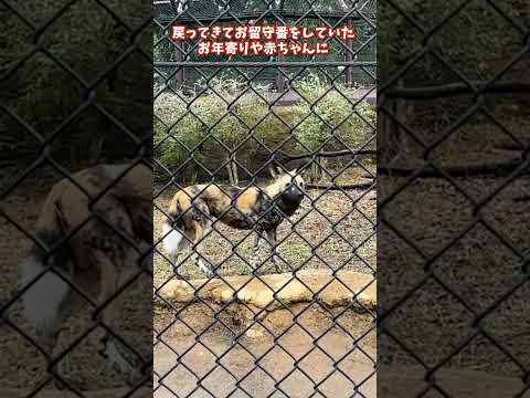 【よこはま動物園ズーラシア】リカオン🐕飼育員のとっておきタイム！shorts サムネイル