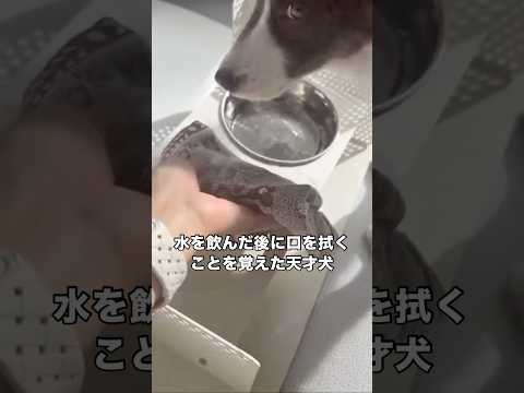 水を飲んだ後に床にポタポタ水滴が落ちるのを防ぐために覚えた技。メル姐にまさかの暴挙に出る。 ボーダーコリー 子犬 チワ… サムネイル
