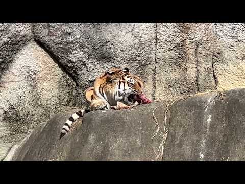 サーシャちゃん シカのお肉は美味しいですか☺️？　今日はサーシャの日　アムールトラ　浜松市動物園にて　2026年2月1… サムネイル