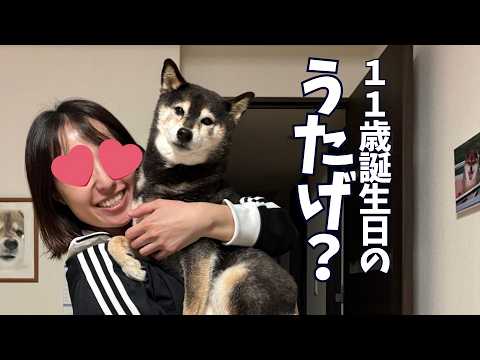 黒柴あずき11歳！祝う相棒の怪しい挙動・・・ サムネイル