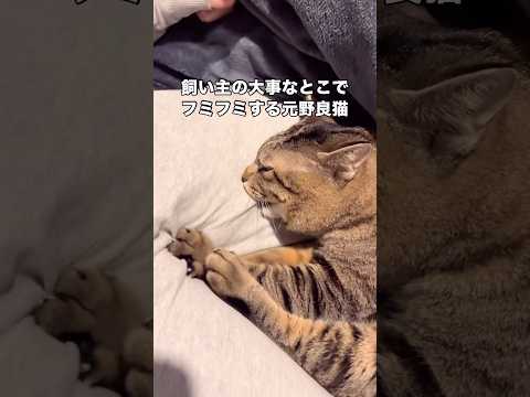 今にも点に登りそうな顔で飼い主の大事なところをフミフミする元野良猫 野良猫 キジトラ shorts サムネイル