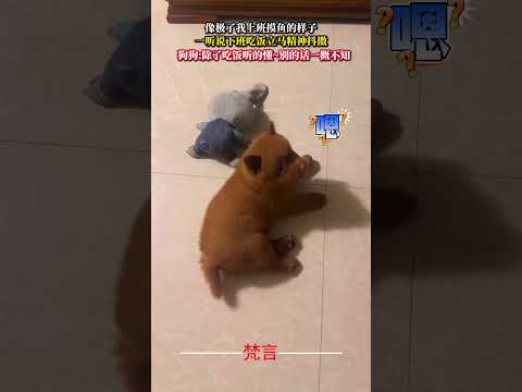 像極了我上班摸魚的樣子 一聽說下班吃飯立刻精神抖擻 狗狗 意外 有趣 萌寵 可愛 dog amazing funny… サムネイル