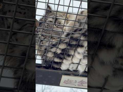 #shorts ユキヒョウのユーリちゃん　寝てる　旭山動物園　2025年12月20日 サムネイル