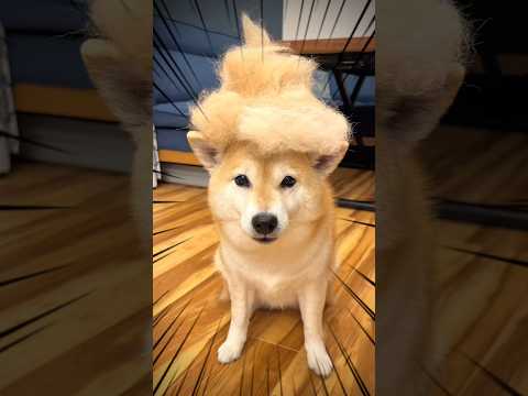 斬新なかつら🤣柴犬 shibainu shorts