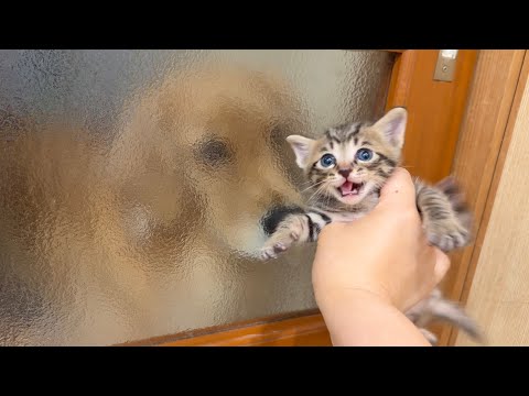 振り向いたら後ろに大型犬がいて驚く子猫...!!【ゴールデンレトリバー・ボーダーコリー】