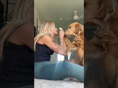 coming home to my golden retriever🥵 goldenretreiver dog ind… サムネイル