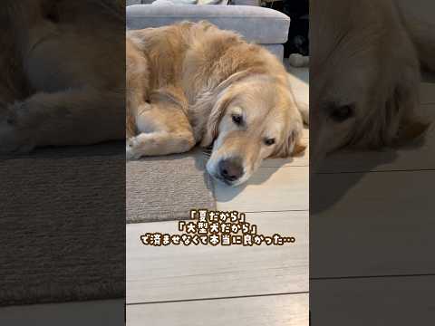 何か違うを見過ごさなくて良かった ゴールデンレトリバー 大型犬のいる生活 goldenretreiver レストスピラ