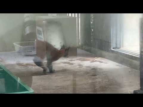 ヨーロッパオオヤマネコの赤ちゃん　京都市動物園　2026年7月18日