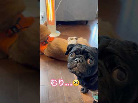 mission🐶dog mission pug shibainu shiba パグ 柴犬 cutedog favori… サムネイル
