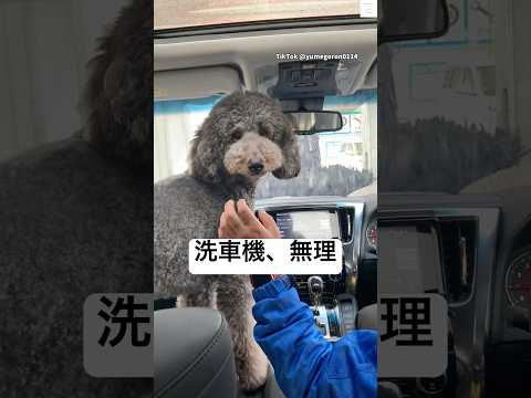 初めての洗車機を体験🐶　スタンダードプードル 大型犬　犬　洗車機 面白い サムネイル