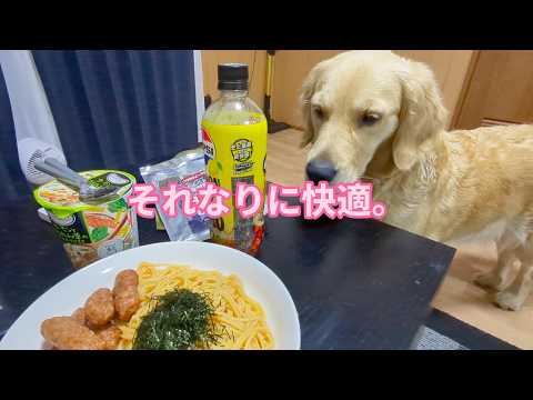 それなりに快適な宇都宮生活。ゴールデンレトリバーティト サムネイル