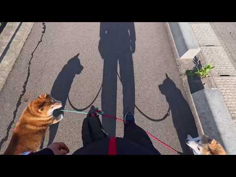 本日も悪い子達にオヤジ狩りの標的にされてオヤツを奪われる丁寧な暮らし サムネイル