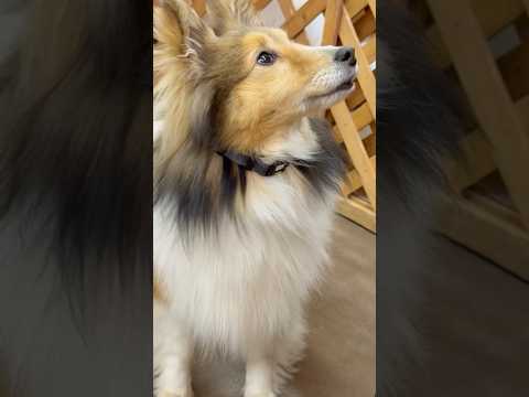 shorts メープルちゃん　ワンニャンリビング　那須どうぶつ王国にて　2026年4月11日 サムネイル