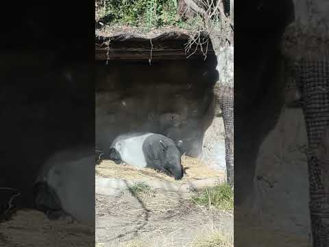 【よこはま動物園ズーラシア】日向ぼっこ中のマレーバク🌞shorts