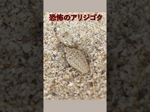 恐怖のアリジゴク ありじごく アリジゴク 昆虫観察 捕食シーン 捕食者