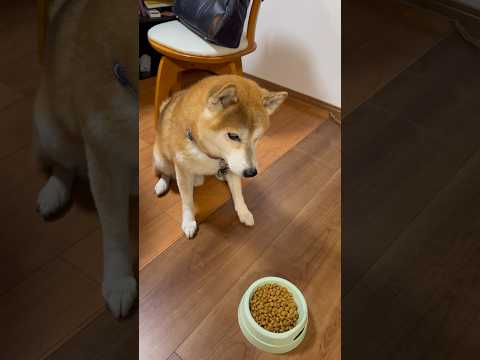 よし! 柴犬タロウ 柴犬 shibainu しばいぬ しばわんこ