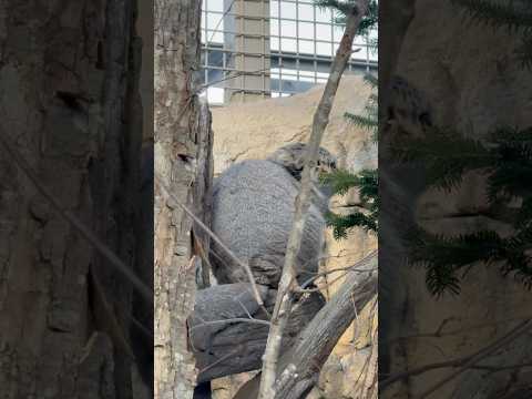 shorts おはようナゴムくん 風強いネェ〜　マヌルネコ　那須どうぶつ王国にて　2026年1月11日 サムネイル