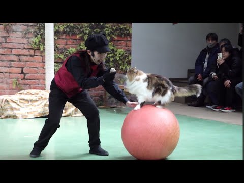 キャッツはじめ❣️してきました〜　今年最初のネコによるショー　ザ・キャッツ　那須どうぶつ王国　2026年1月1日… サムネイル