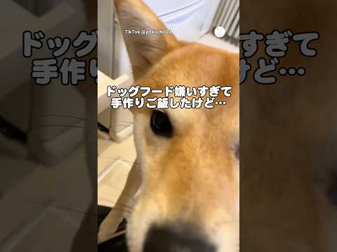 手作りご飯を作ったのに全く興味がない柴犬🐶　　柴犬　犬　かわいい 犬のいる暮らし 面白い