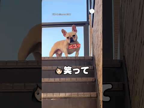 「笑って」って言ったら…本当に笑った犬　フレンチブルドッグ  犬　いぬ　面白い　面白い動画 サムネイル