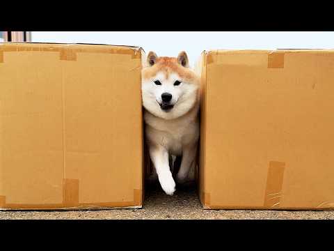 モフモフ柴犬は自分のヒゲよりも狭い隙間を通れるのか検証してみた。 サムネイル