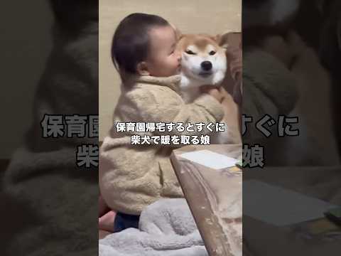 保育園帰宅してすぐに最愛の柴犬に抱きついちゃう娘 柴犬 赤ちゃん 柴犬のいる暮らし shorts サムネイル