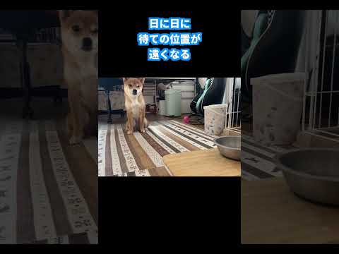 日に日に待ての位置が遠くなる 神戸 柴犬 shiba shibainu 癒し サムネイル