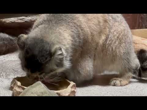 今日のお肉もサイコーよ😋っとプリームラちゃん　マヌルネコ　上野動物園にて　2026年5月8日 サムネイル