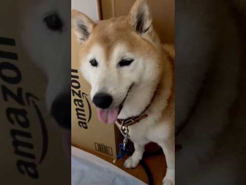 柴犬福 母に雷パニックの時姉の名前呼ばれた時の柴犬😂Shiba-panic🥲shorts 柴犬 shibainu fu…